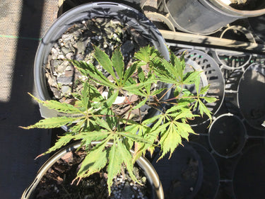 Acer palmatum 'Crimson Princess' Red Dwarf Japanese Maple